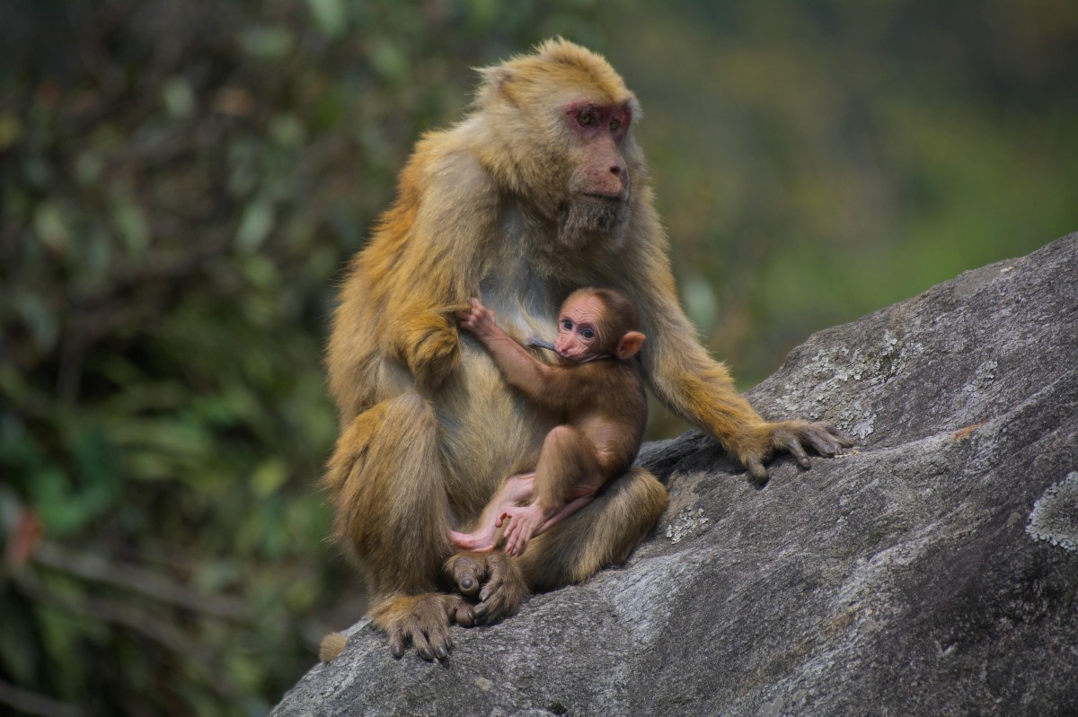 Uspon na Arunachalu